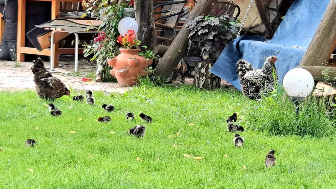 Agroturystyka Pod Kogutem Zamość Exterior foto